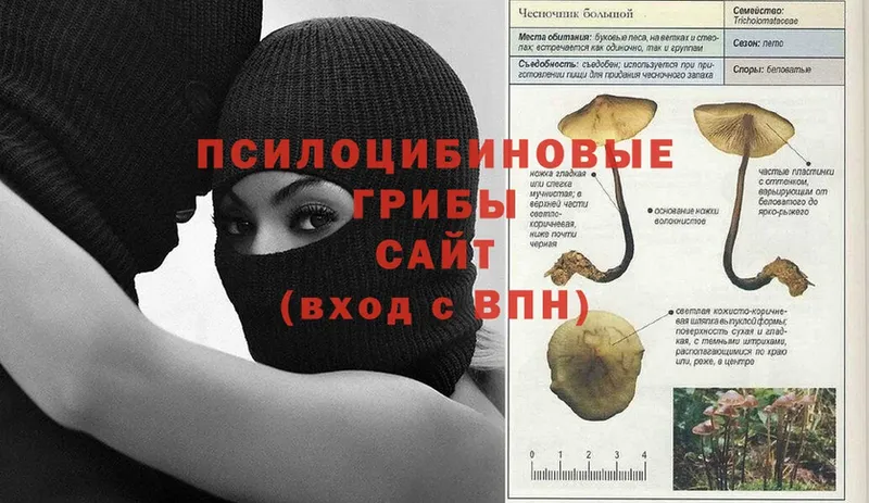 Галлюциногенные грибы прущие грибы  где купить   блэк спрут ссылка  Новомичуринск 